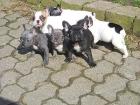 Französische Bulldogge, blue, 12 Wochen alt