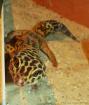 1,1 Eublepharis macularius, Leopardgecko, adult