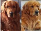 2 typvolle Golden Retriever Deckrüden mit Papieren HD/ED/PRA frei (kein Verkauf)