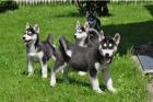 Siberian husky welpen