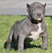 American Pit Bull Terrier Blau-Line Welpen