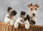 Reinrassig Foxterrier welpen