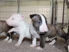 Mini Bullterrier Welpen mit FCI Stammbaum