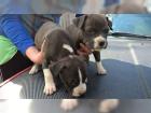 Kleine American Staffordshire terrier Welpen zu verkaufen