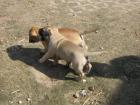 XXXL Reinrassigen Bullmastiff Welpen mit Papieren