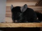 Chinchilla verschiedenen Alters in verschiedenen Farben zu verkaufen