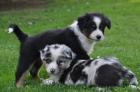 Australian Shepherd Welpen mit ASCA Papieren