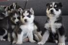 5 wundervolle Husky Welpen zu verkaufen