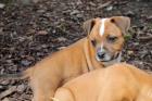 American Staffordshire Terrier Blueline Welpen