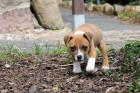 American Staffordshire Terrier Blueline Welpen