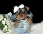 Netter Yorkie Welpen