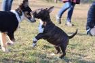 Miniaturbullterrier Welpen PLL CLEAR und reinerbig 