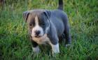 Blueline Pitbull welpen 11 wochen alt