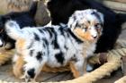 Reinrassige & typvolle Australian Shepherd Welpen mit 