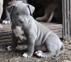 XXL American Pit Bull Welpen Blueliner