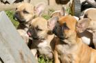 Französische Bulldogge Welpen red fawn, fawn, pied