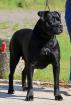 Cane Corso Hündin