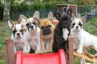 Französische Bulldogge Welpen red fawn, fawn, pied