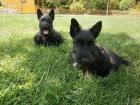 Bildschöne Scottish Terrier Welpen aus VDH / KfT