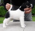 Foxterrier-Welpen suchen ein neues Zuhause!