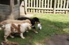 Australian Shepherd Welpen, in tollen Farben mit blauen Augen