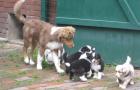 Australian Shepherd Welpen, in tollen Farben mit blauen Augen