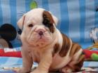 Reinrassige Englische Bulldogg Welpen