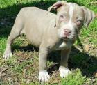 American Pitbull Terrier Blue-Line Welpen