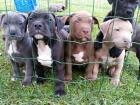 Reinrassige American XXL Pitbull Terrier Blue-Line Welpen    