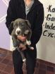 American Staffordshire Terrier Welpen aus Top Verpaarung