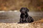 Labrador aus Duallinie deckt vereinsfrei