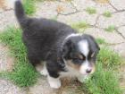 ABGABEBEREIT:Australian Shepherd Welpen mit ASCA Papier