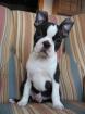 Boston Terrier Welpen aus liebevoller Familienaufzucht.