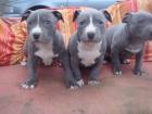  Pitbull Blueline welpen 12 Wochen alt