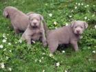 Wunderschöne Labrador Welpen