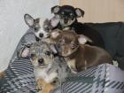 Chihuahuas mit Stammbaum suchen ein liebevolles 