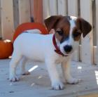 Ein süßer Jack Russell Terrier Welpe such noch ein zu Hause