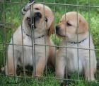 Entzückende Labrador Welpen für die Kapuze Häuser