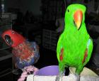 Eclectus Papageien