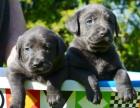 3 zauberhalte reinrassige Labradorrüden suchen das passende Herrschen bzw Frauch