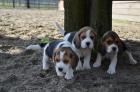 Beagle Welpen reinrassig, tricolor in liebevolle 