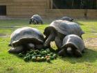 Aldabra Riesenschildkröten ( weiblich und männlich) zu verkaufen