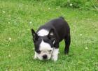 Boston Terrier Welpen sucht noch zuhause