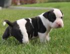 VDH Staffordshire Bull Terrier Welpen