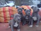 American Staffordshire Terrier Welpen aus Top Verpaarung