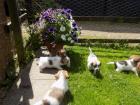 Glatte und raue Haar Jack-Russell-Terrier-Welpen