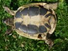 Griechische Landschildkröten Jg-0.7978