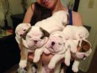 Wunderschöne *EXCLUSIVE* reinrassige  Englische  Bulldoggenbabys mit EU-Paß.