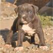 Original Reinrassiger Pitbull blue line Welpe