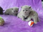 BKH Kitten mit Stammbaum BLUE / LILAC----